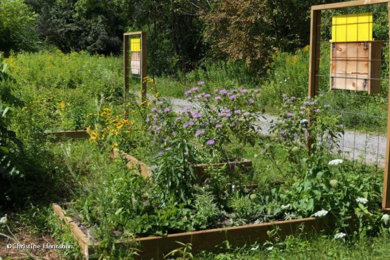 Pollinator beds