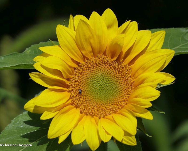 Sunflower  (Helianthus)