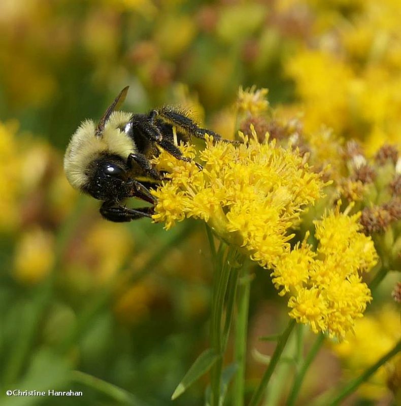 Bumble bee (Bombus)