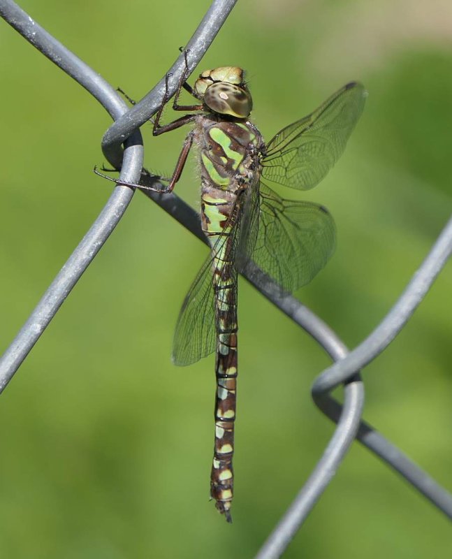 Canada darner (Aeshna canadensis)
