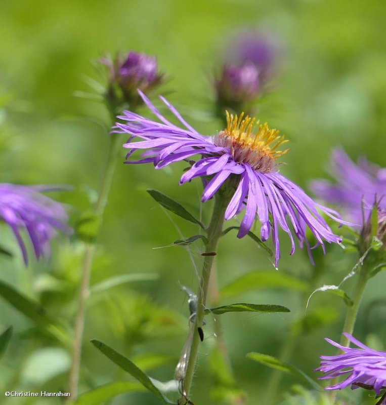 New england aster (Symphyotrichum novae-angliae)