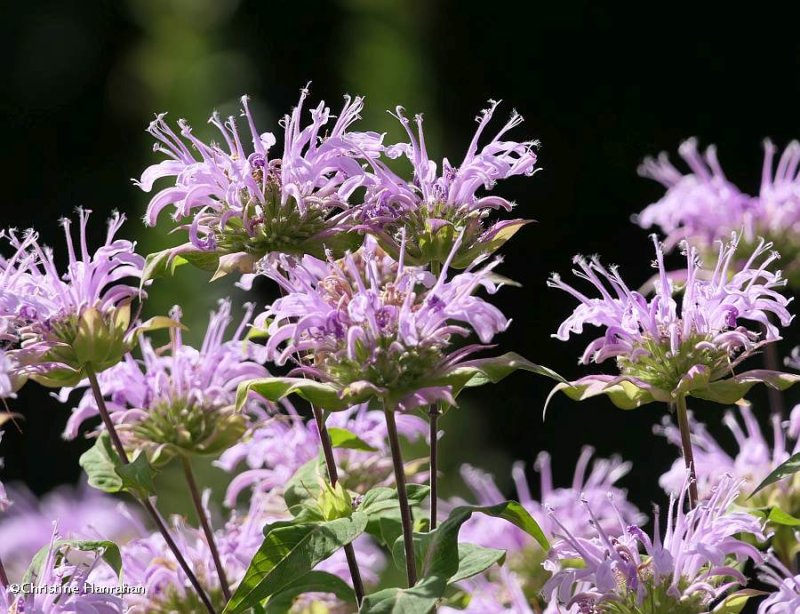 Wild bergamot  (Monarda fistulosa)