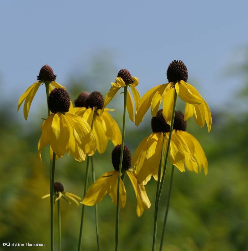 Gray-headed coneflowers (Ratibida pinnata)