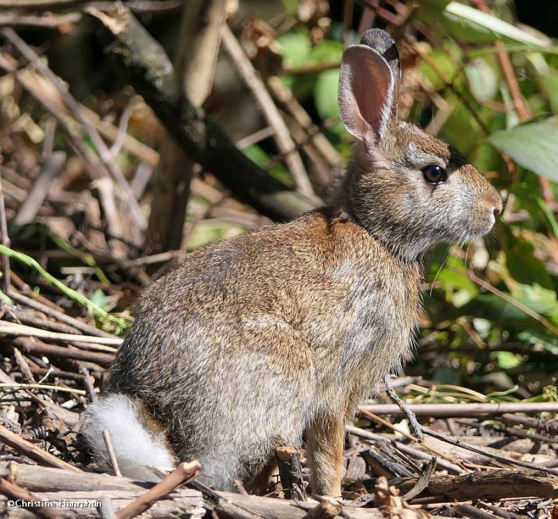 Eastern cottontail rabbit   (Sylvilagus floridanus)