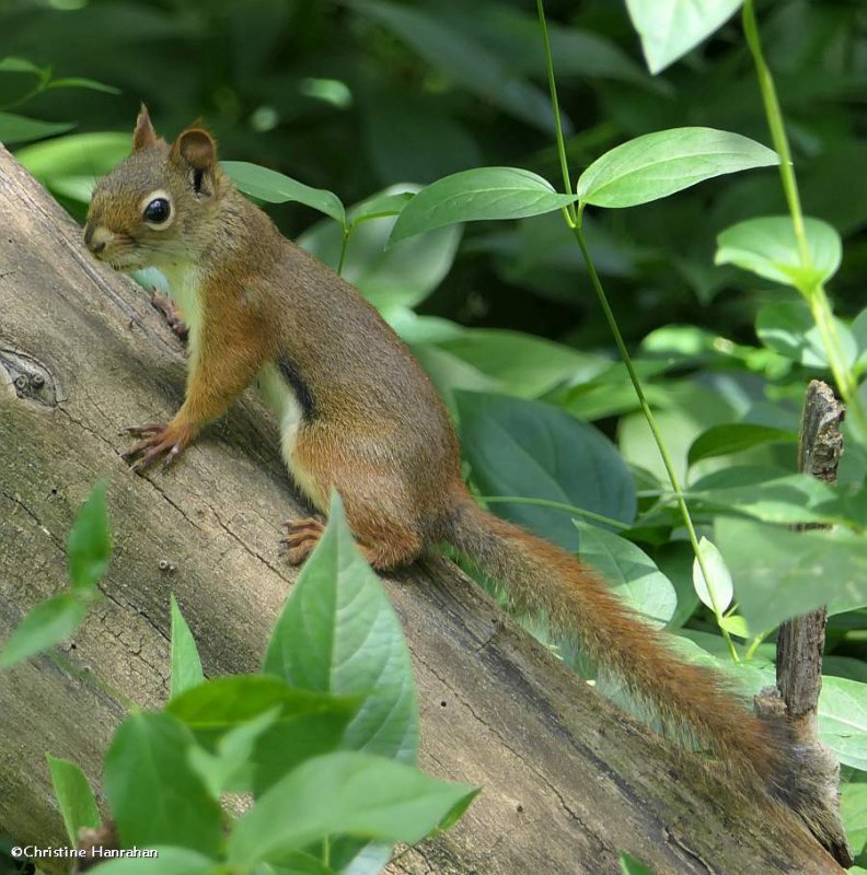 Red squirrel  (Tamiasciurus hudsonicus)
