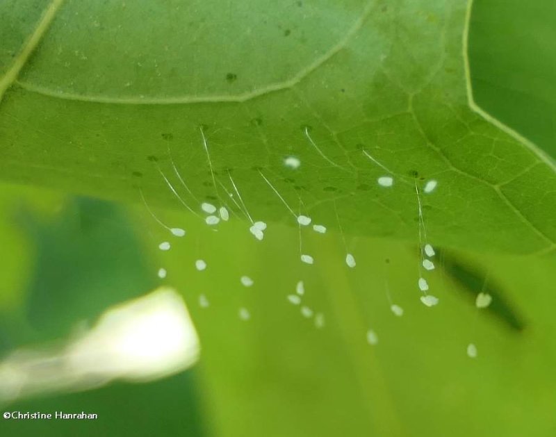 Green lacewing  eggs (Chrysopa)