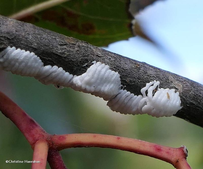 Treehopper eggs (Enchenopa sp.) 