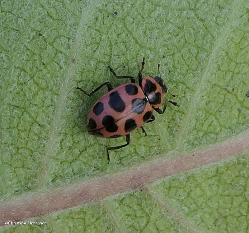 Spotted Lady beetle (Coleomagilla maculata)