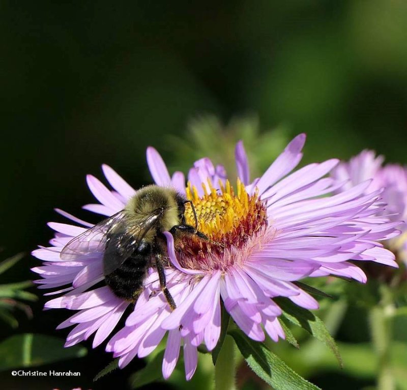 Bumble bee (Bombus) 