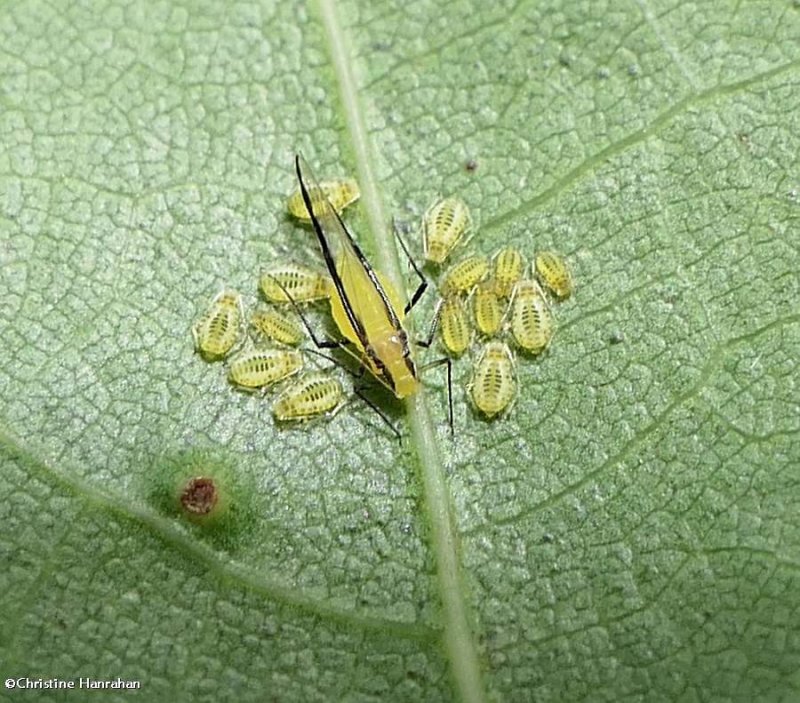 Aphids (Myzocallis walshii)