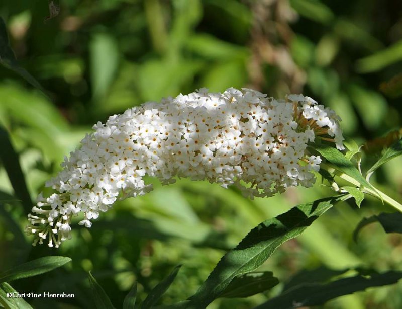 Butterfly bush (Buddleia)