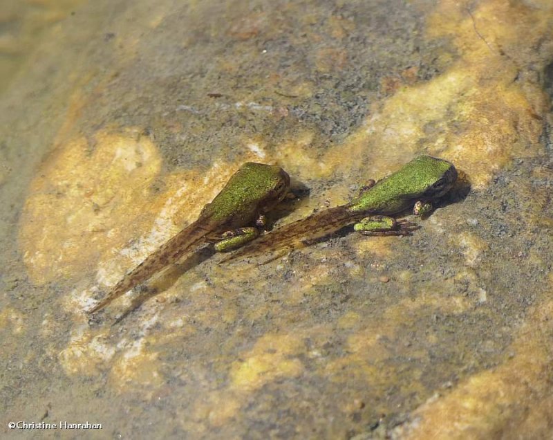 Gray treefrogs  (Hyla versicolor)