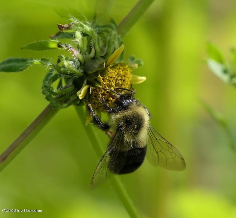 Bumble bee  (Bombus),on  Bidens