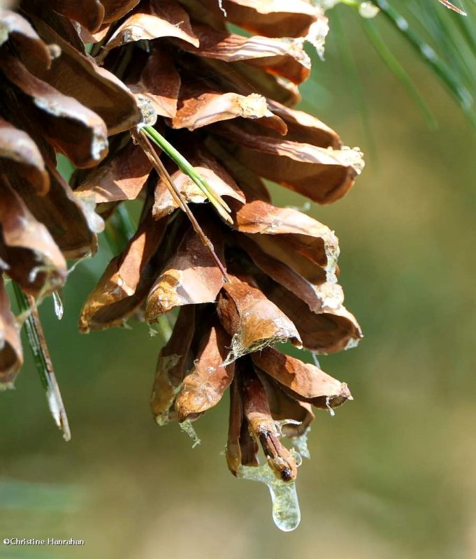 Eastern white pine cone (Pinus strobus)