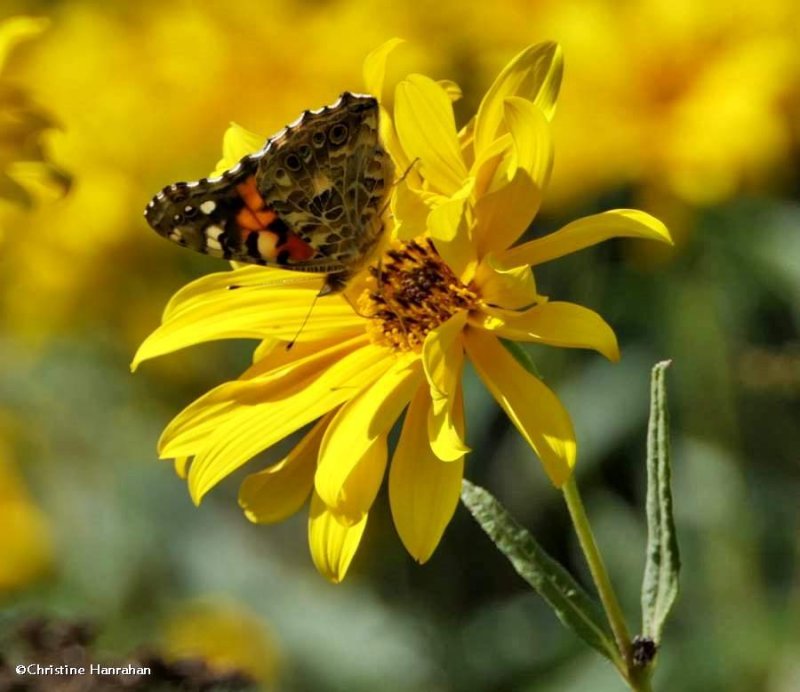 Painted lady butterfly (Vanessa cardui)