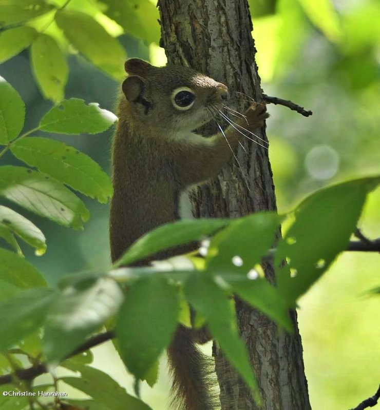 Red squirrel  (Tamiasciurus hudsonicus)