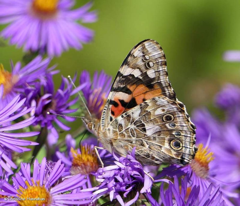 Painted lady butterfly (Vanessa cardui)