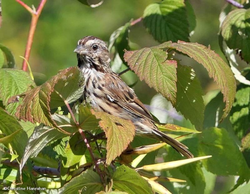 Song sparrow