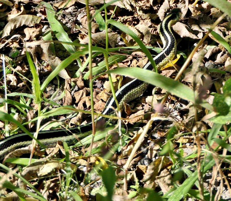 Garter snake  (Thamnophis sirtalis)