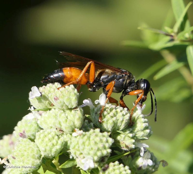Great golden digger wasp (Sphex ichneumoneus)