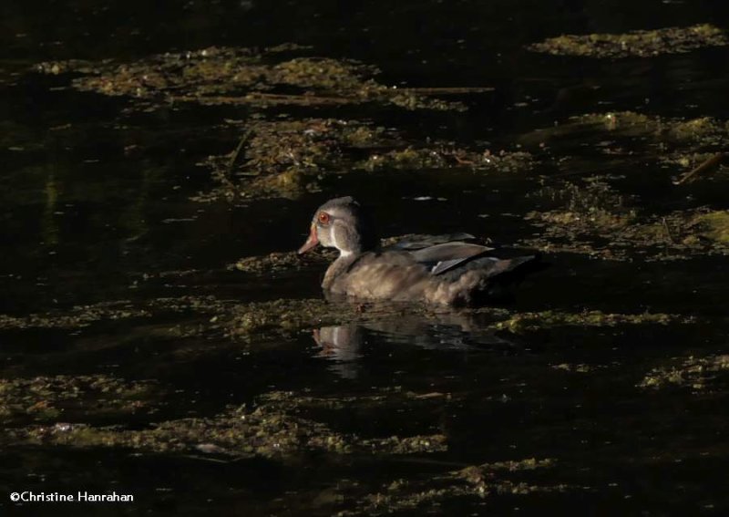 Wood duck