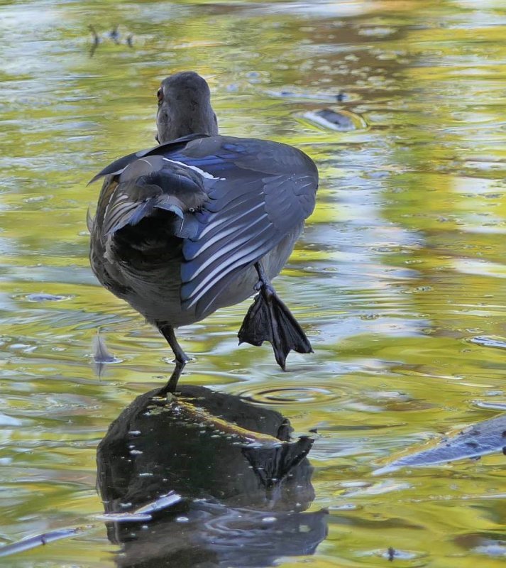 Wood duck