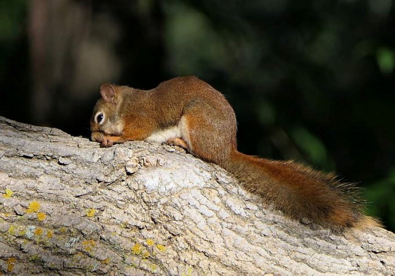 Red squirrel  (Tamiasciurus hudsonicus)