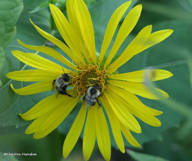 Cup plant (Silphium perfoliatum)