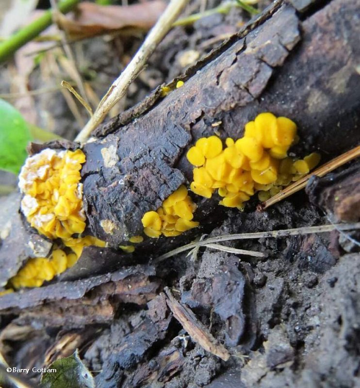 Lemon drops  (Bisporella)