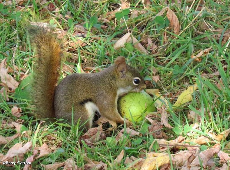 Red squirrel  (Tamiasciurus hudsonicus)