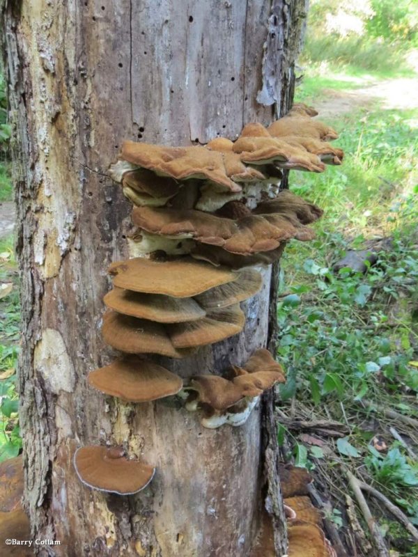 Polypore (<em>Ischnoderma</em>)