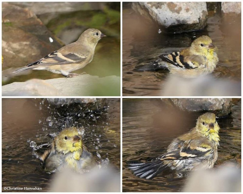 American goldfinch bathing