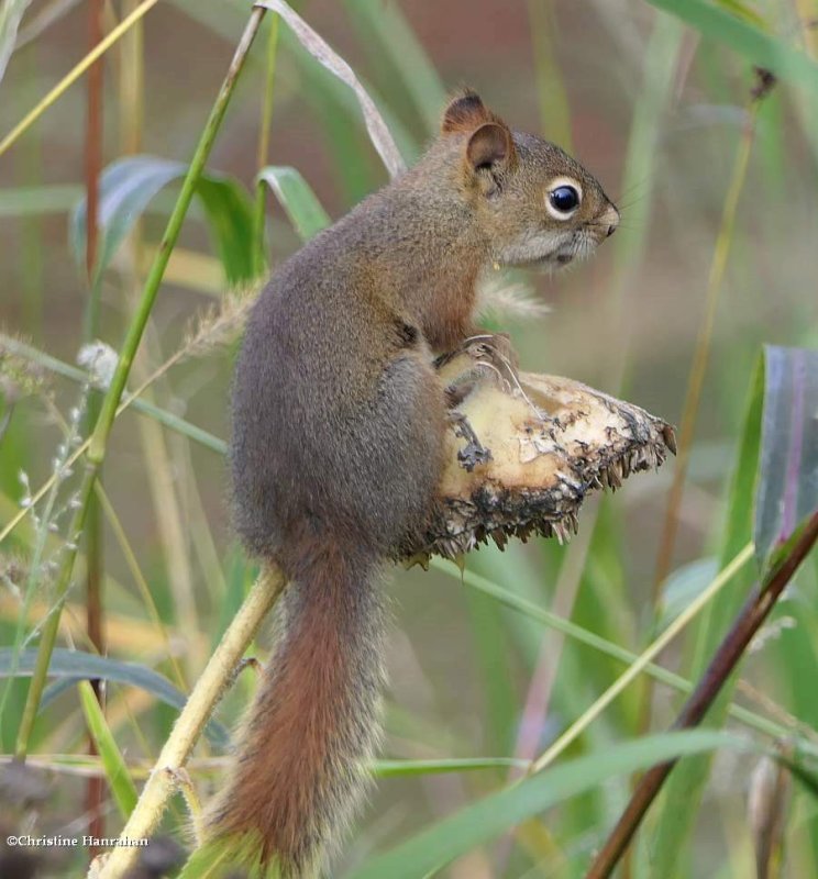Red squirrel  (Tamiasciurus hudsonicus)