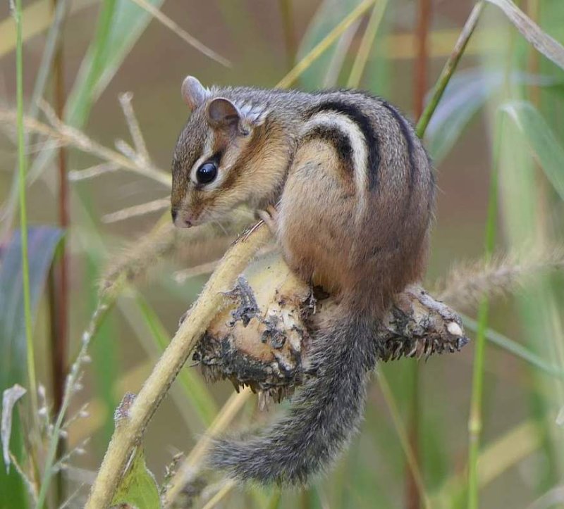 chipmunk enjoying his sunflower perch