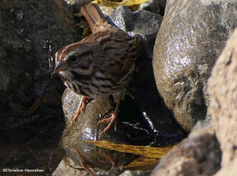 Song sparrow