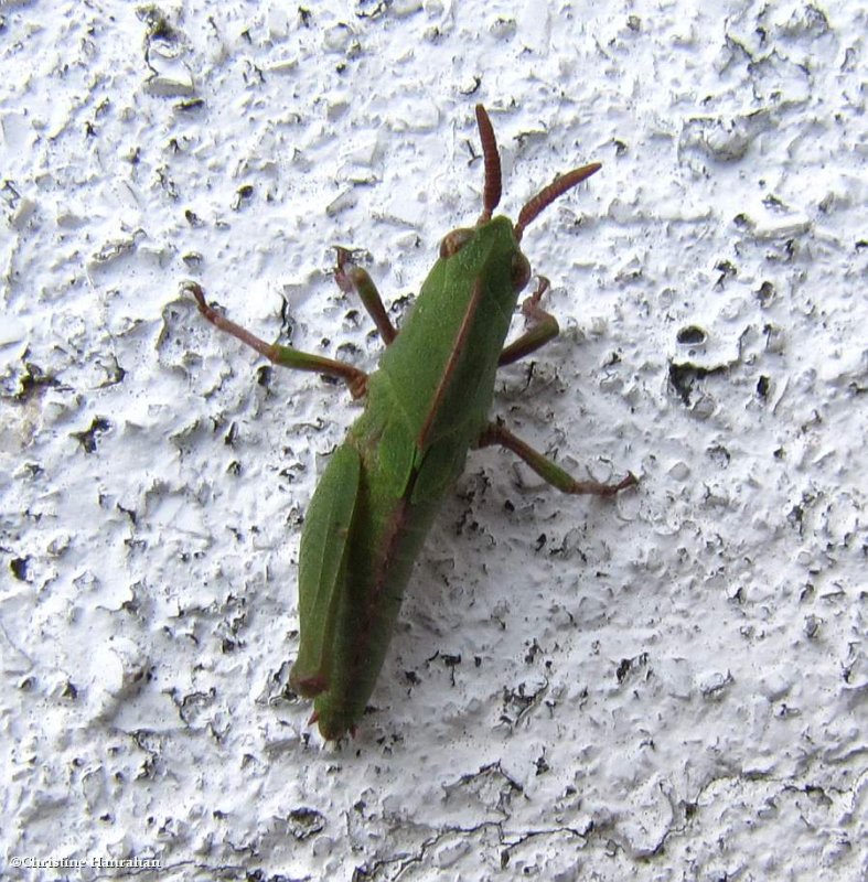 Northern green-striped grasshopper  (<em>Chortophaga viridifasciata</em>)