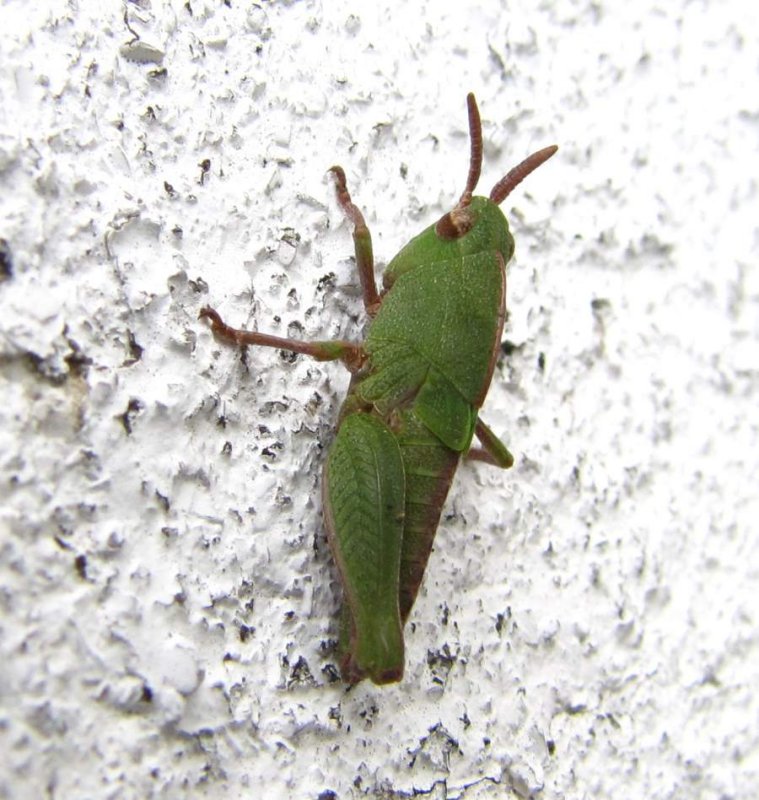Northern green-striped grasshopper  (<em>Chortophaga viridifasciata</em>)