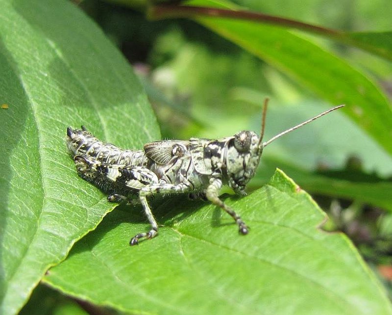 Grizzly spur-throated grasshopper (<em>Melanoplus punctulatus</em>)