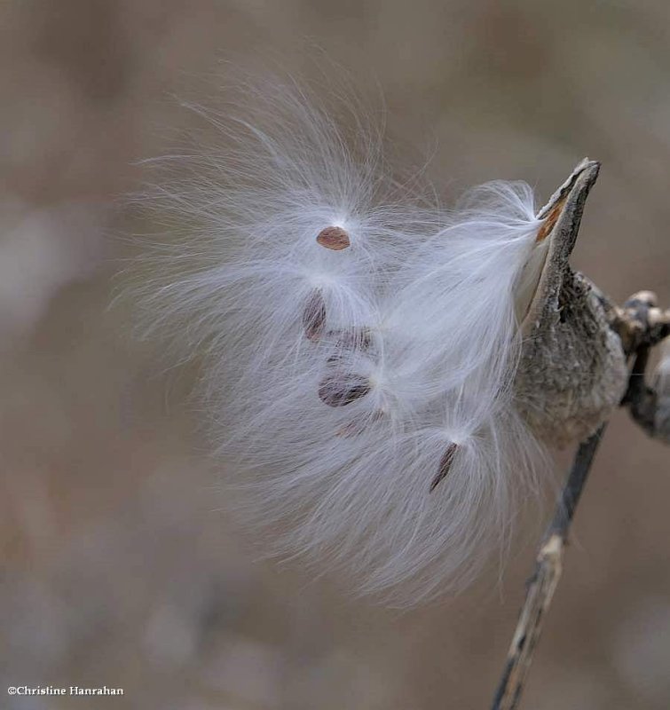Common milkweed seeds (Asclepias syriaca)