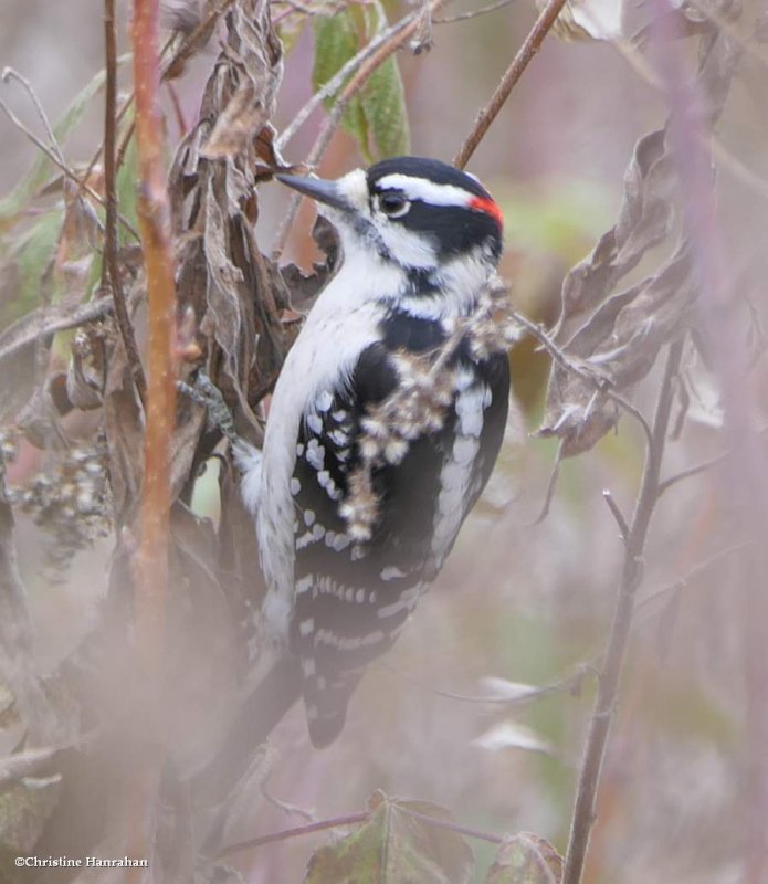 Downy woodpecker, male