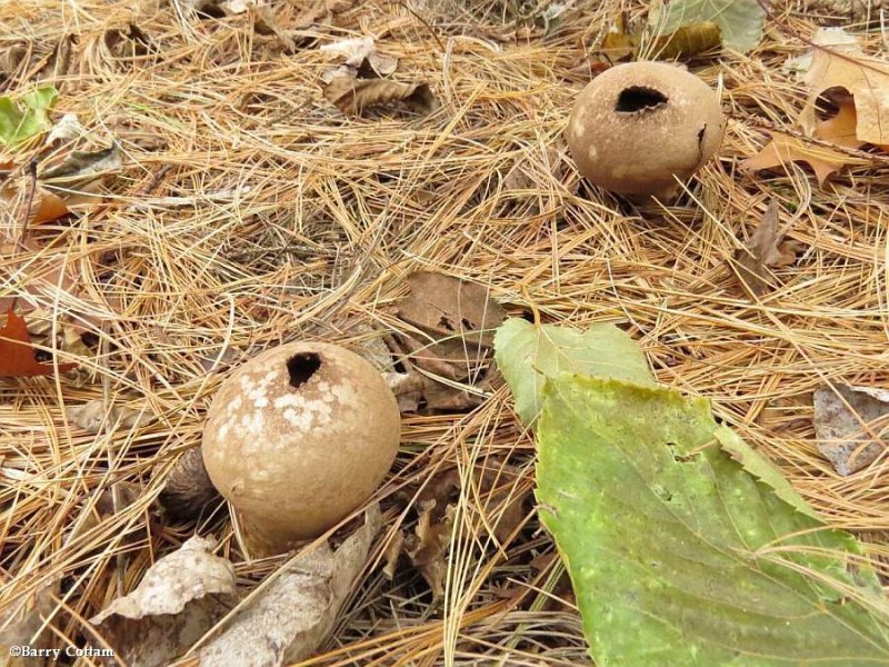 Puffballs