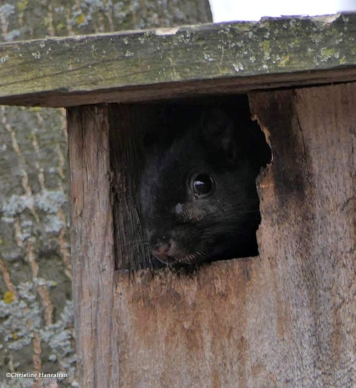 grey squirrel, black phase