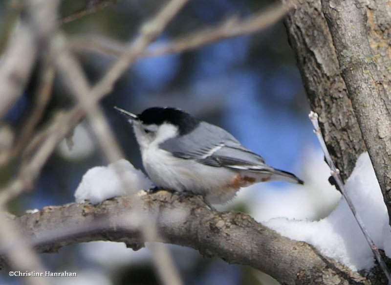 White-breasted nuthatch