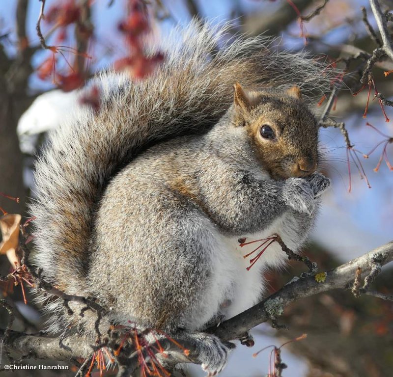 Grey squirrel