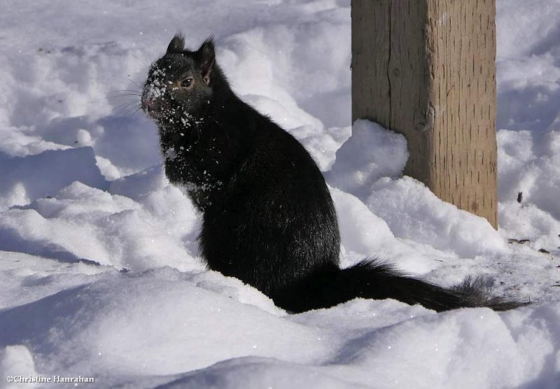 Grey squirrel, black phase