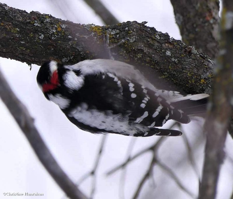 Downy woodpecker, male