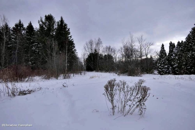 Old woods
