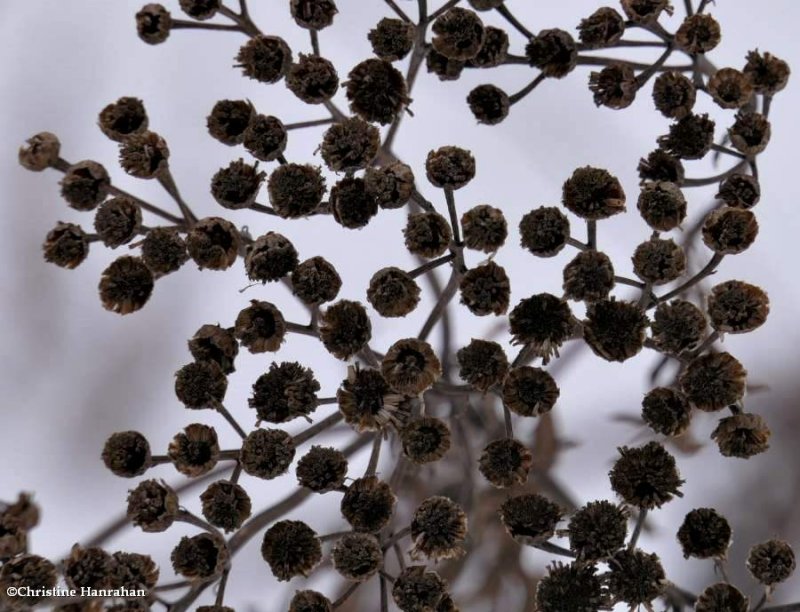 Tansy (Tanacetum vulgare)