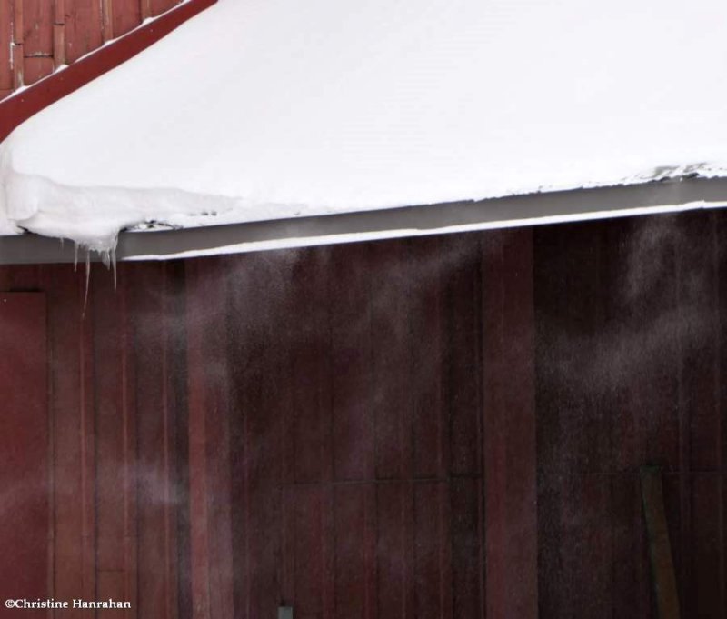 Snow blowing off red barn
