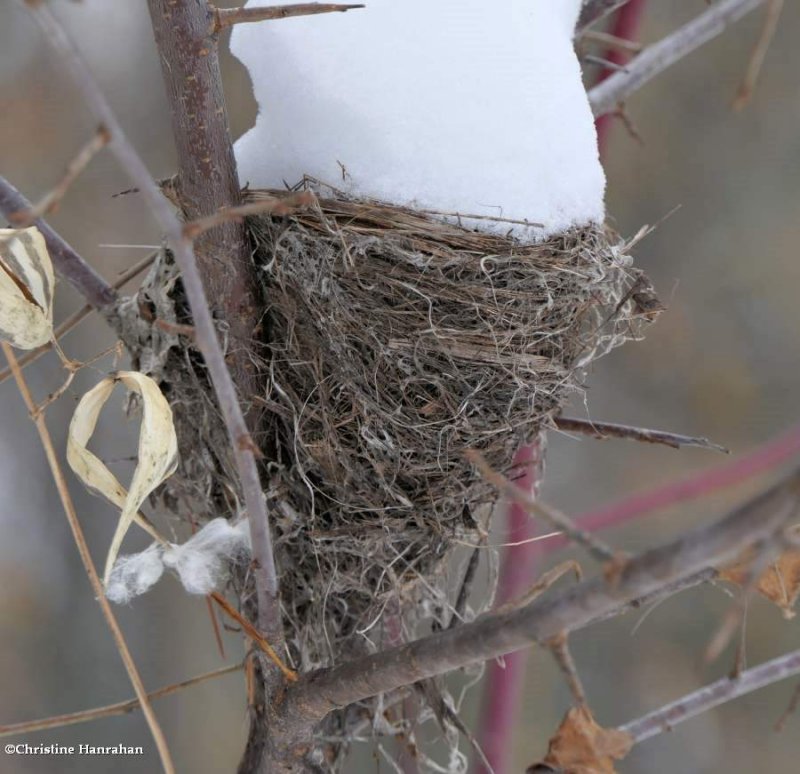 American redstart nest